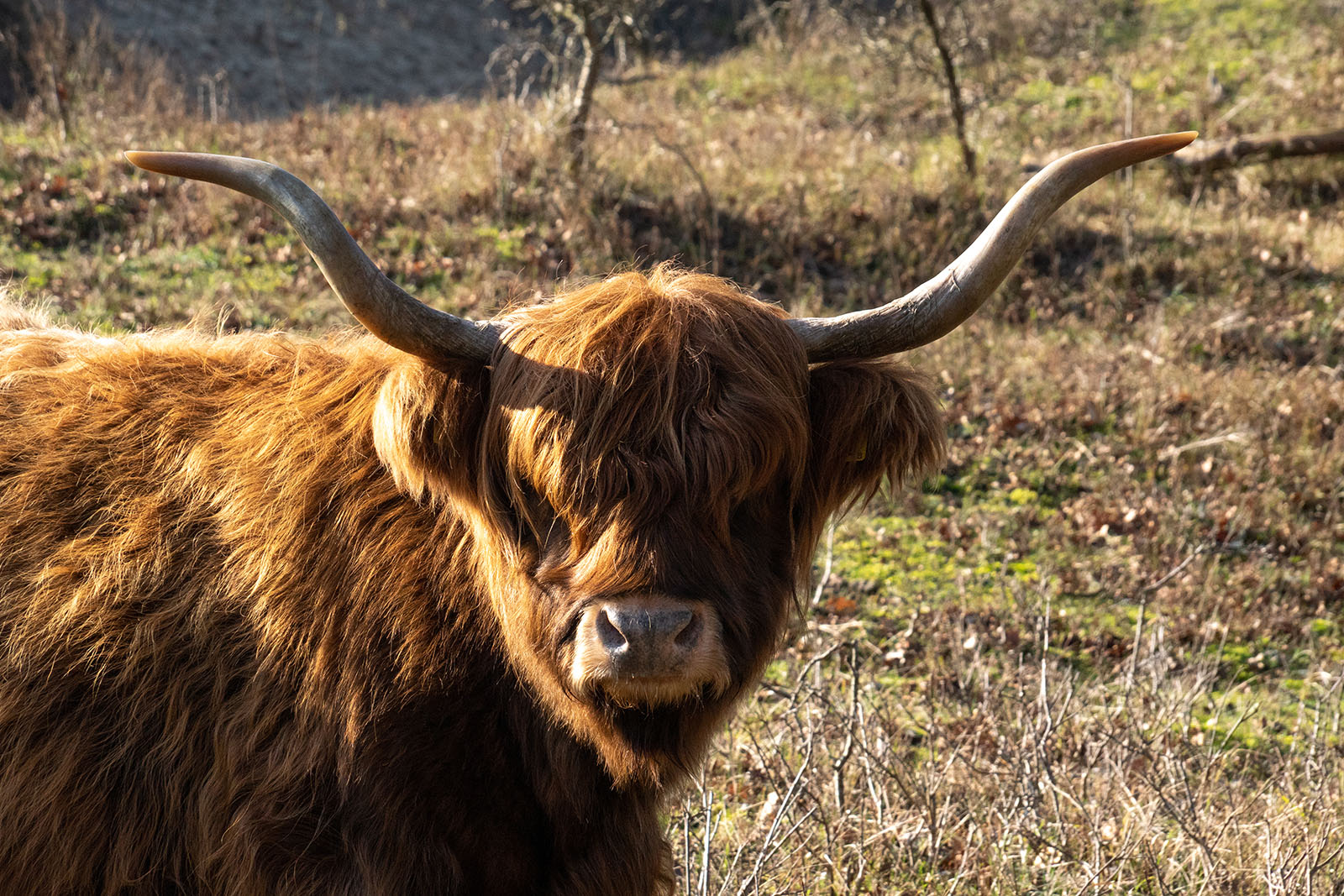 Project: Natuurherstel cluster Dronkendel