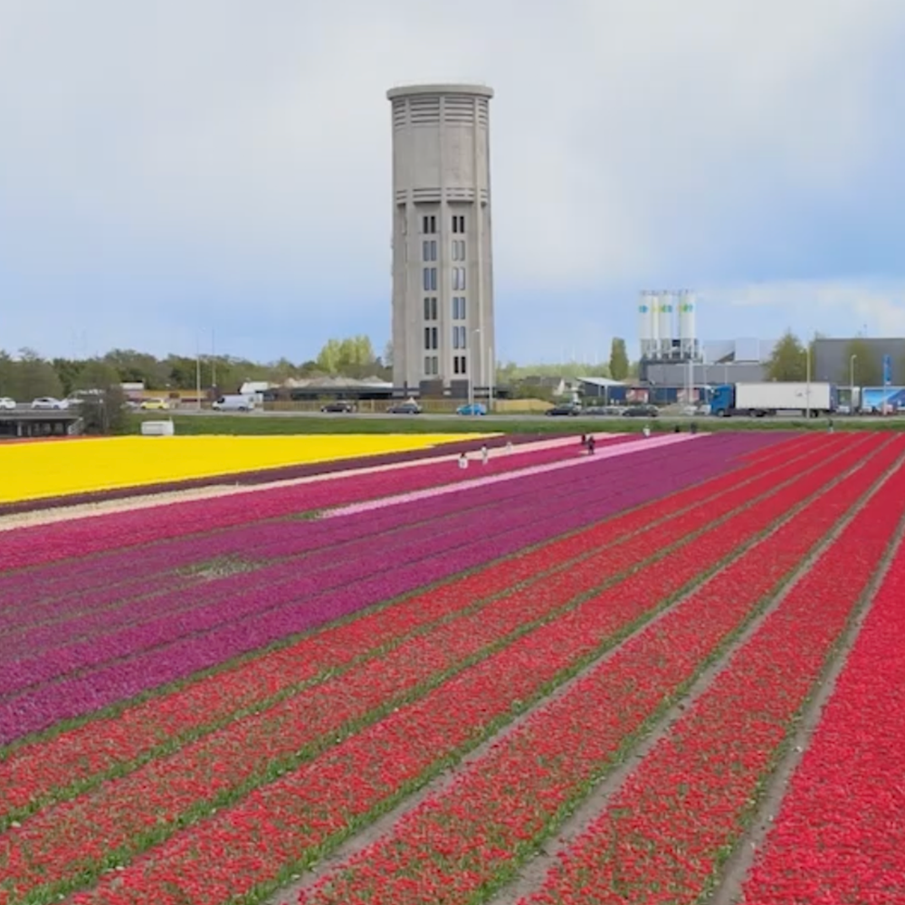 Bloemencorso AW Groep